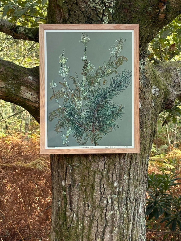 Coloured drawing of ferns, lichen and moss hanging in mossy tree